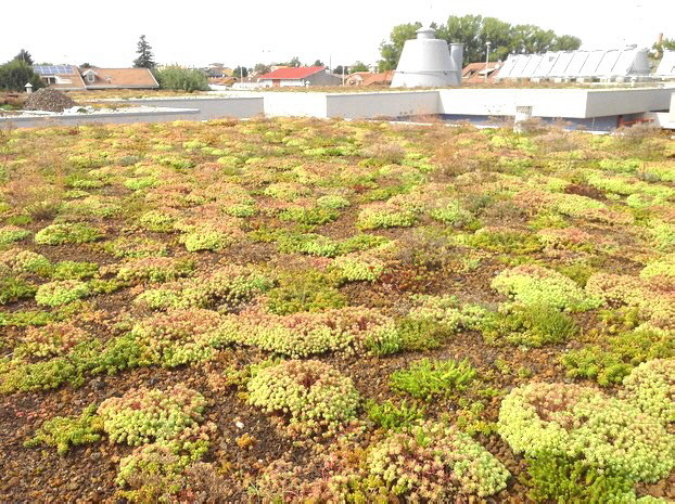 DRAINROOF erlaubt, Dachgärten mit Sedum zu bauen. Sie erfordern Wartung nur einmal pro Jahr, weil diese Pflanze  durch eine schnelle und homogene Wachstum und Beständigkeit gegen Wasserstress (Trockenheit, Frost, usw)  gekennzeichnet ist.