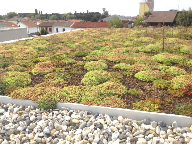 Extensive Dachgärten mit Sedum können auf Oberflächen mit reduzierter Stratigraphie installiert werden,  in stark urbanisierten Gebieten, in denen die Vegetation der Überbauung gleicht.