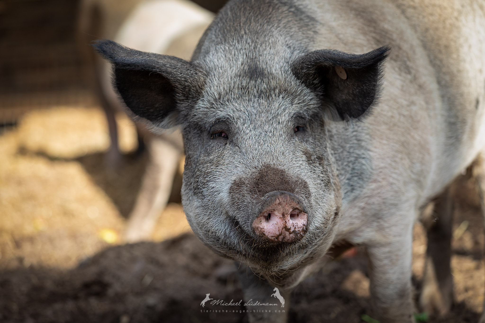 Tierschutzverein - Tiervermittlung - Gnadenhof 