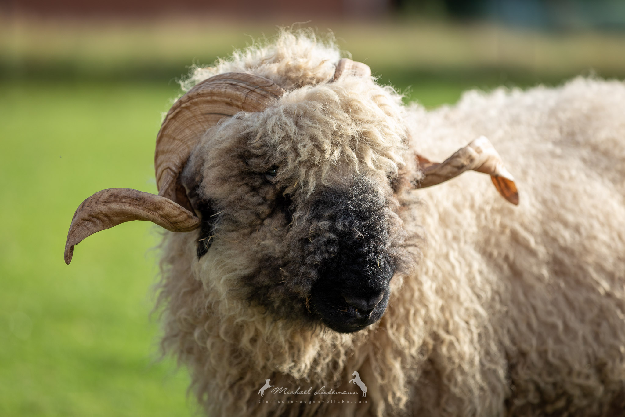 Tierschutzverein - Tiervermittlung - Gnadenhof 