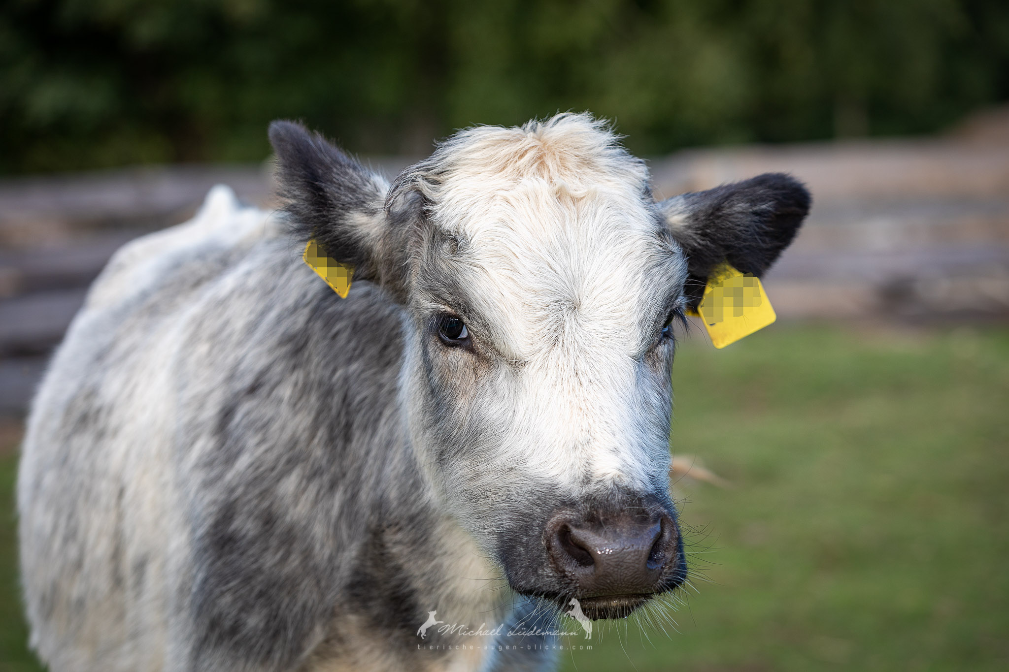 Tierschutzverein - Tiervermittlung - Gnadenhof 