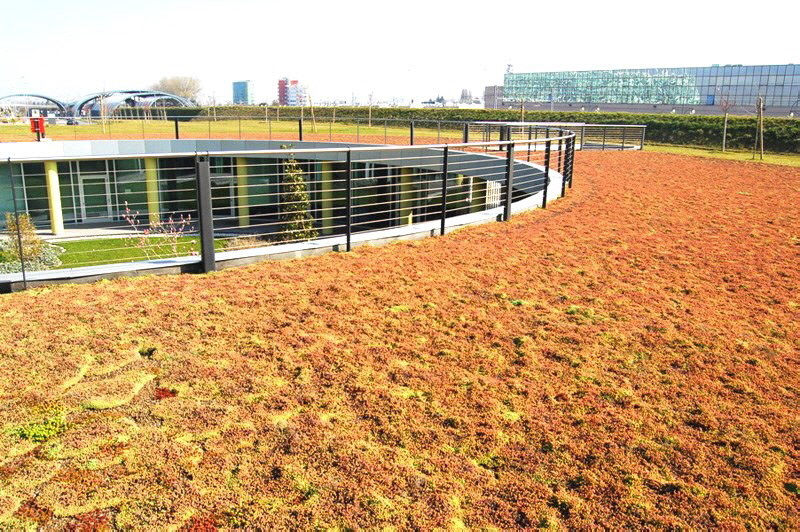 Drainroof_extensive_Dachbepflanzung_Dachbegrünung-01