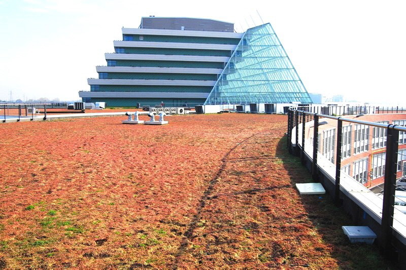 Drainroof_extensive_Dachbepflanzung_Dachbegrünung-03